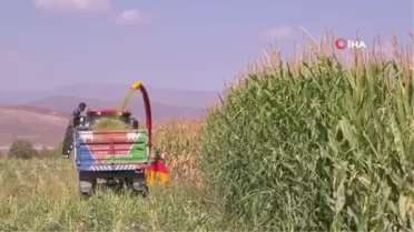 Kars'ta mısır sılajı hasadı başladı