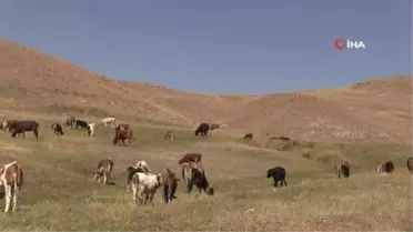 Bu ilçede gebe inekler artık kesilmeyecek