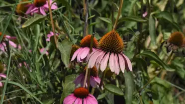 Çiftçi kadınlar adını yeni duydukları ekinezyadan yılda 5 kez para kazanıyor