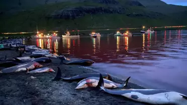 Faroe Adaları'ndaki 'festivalde' bin 428 balina ve yunus öldürüldü
