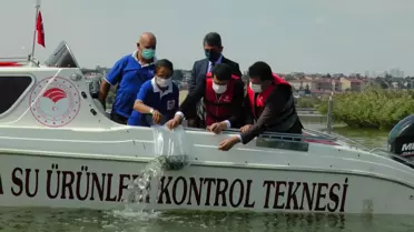 Son dakika haberi... Mogan Gölü'ne 100 bin sazan yavrusu bırakıldı