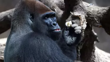 ABD'deki hayvanat bahçesinde Covid-19'a yakalanan gorillerin sayısı 18'e yükseldi
