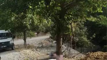 Son dakika haberi | Meyve toplamak için çıktığı ağaçtan düşüp öldü