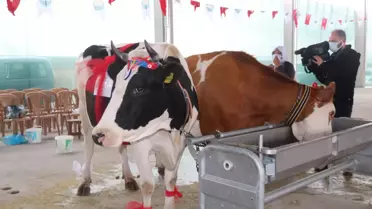 AGROTEC 24. Uluslararası Tarım Fuarı'nda 'inek sağma yarışması' düzenlendi
