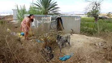 Garsonluk yaptıkları otelde çöpe atılan yemeklerle sokak köpeklerini besliyor