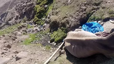 Uçurumdan düşen ineği Aras Edaş ekipleri kurtardı