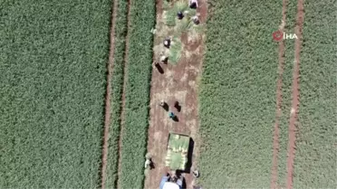 Sosyal medya ile hatırlanan lezzet: Sarımsak turşusu