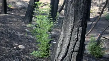 TÜRKİYE'NİN EN BÜYÜK YANGINI SONRASI DOĞA YENİDEN CANLANIYOR