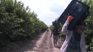 ADANA/MERSİN - Doğu Akdenizli ihracatçılar, Orta Asya'ya 'Demir İpek Yolu' ile ulaşmak istiyor