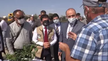'Süper meyve' aronya için hasat etkinliği yapıldı