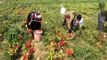 Yenice'de meşhur kapya biberi hasadı başladı