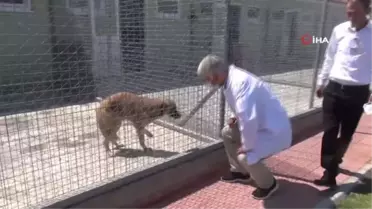Köpek ve kedilere mikroçip