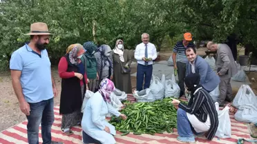 Bahşılı'da bir üretici, kadın kooperatifine 500 kilogram salatalık hibe etti