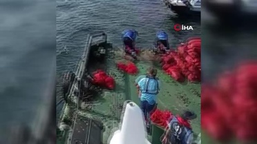 Bayrampaşa Sebze Hali'nde yasadışı avlanılan 9.5 ton midye ele geçildi