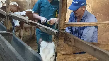 Sorgun'da 14 bin küçükbaş hayvan aşılandı