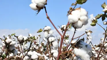 Tarsus'ta deneme amaçlı ekilen yerli tohum pamukların ilk hasadı yapıldı