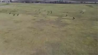 ESKİŞEHİR - Şampiyonların elit tayları satışa sunulacak