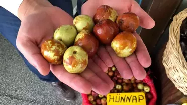 Faydaları saymakla bitmeyen hünnaba ilgi büyük
