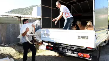 Yangınzedelere küçükbaş hayvan desteği