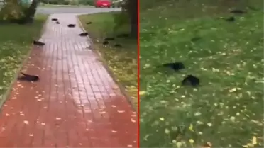 Filmlerdeki kıyamet sahnelerini aratmadı! Rusya'da ölen yüzlerce kuzgun korkuya neden oldu