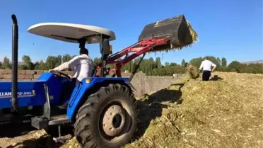 Güroymak'ta silajlık mısır hasadı devam ediyor