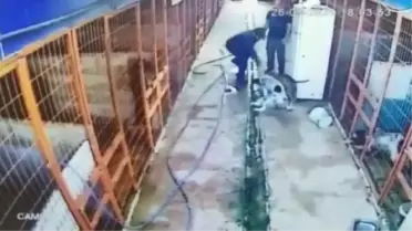 TUZLA'DA KÖPEĞİ AV TÜFEĞİ İLE VURAN KİŞİ KAMERADA