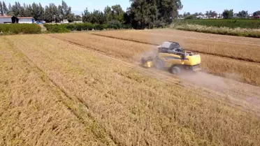 Tarsus'ta yerli soya hasadı yapıldı