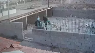 ÇALINAN 'MALAKLI' KÖPEĞİNİ BULANI ALTINLA ÖDÜLLENDİRECEK