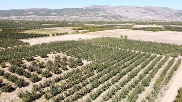 Ege'nin elma deposu Çivril'de rekolte beklentisi 180 bin ton