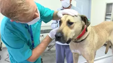 Boji even travels in animal care center