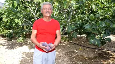 Torosların yüksek kesimlerinde incirde hasat sezonu sona erdi