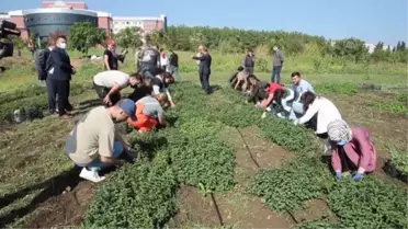 Ondokuz Mayıs Üniversitesinde tıbbi ve aromatik bitkilerin hasadına başlandı