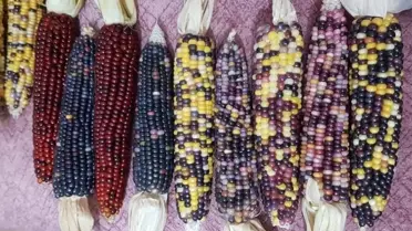 Sinop'ta renkli mısırlar ilgi görüyor