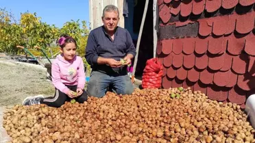 Köyüne dönüş yaptı, kurduğu ceviz çiftliğiyle siparişlere yetişemiyor