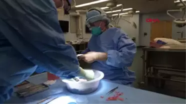 Alternatif organ kaynağı: Domuzdan böbrek nakli