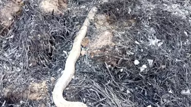 Anız yangınında hayvanlar telef oldu