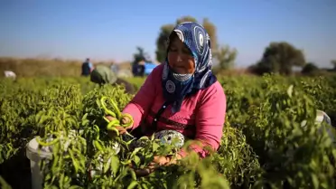 Tatlı kıl sivri biber üreticinin yüzünü güldürdü