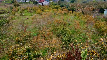 'Tescilli Kocaali hurma kurusu' genç çiftçilere yeni gelir kapısı oldu