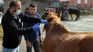 KARS'TA KÖPEK VE ATLARA MİKROÇİP TAKILIYOR