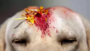 Nepal'de renkli Köpekler Günü kutlaması