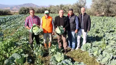 Türkiye'nin kışlık sebzesi Salihli Ovası'ndan