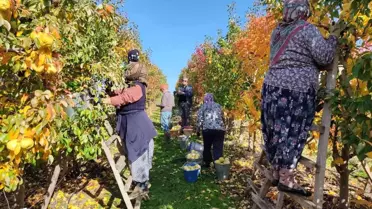 Edirne'de Deveci armudun hasadına başlandı