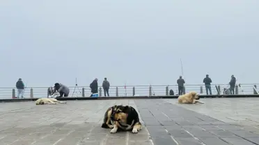 İstanbul'da yoğun sis etkili oluyor