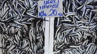 Son dakika haberleri | Ordu'da hamsi 20 liraya yükseldi
