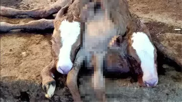 Hayvan sahibi, yeni doğan çift başlı, 6 ayaklı ve 2 kuyruklu buzağıyı görünce yetkilileri aradı