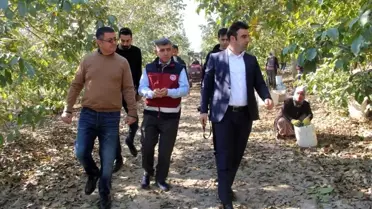 Türkiye'nin en büyük ceviz bahçesinde hasat başladı