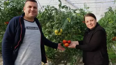 Kaplıca suyuyla büyüyen domatesler 10 ülkeye ihraç ediliyor