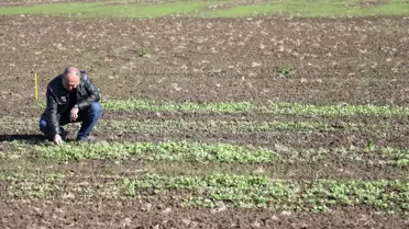 Türkiye'nin ilk yerli kolza hibrit tohum adayları toprakla buluşturuldu