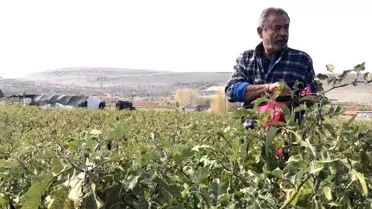 Marketlerdeki fahiş fiyatlar sonrası sebze tarlasını vatandaşlara ücretsiz açtı