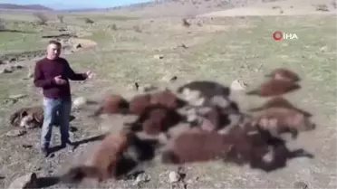 Sesten korkan koyunlar izdihama neden oldu: 16 koyun telef oldu